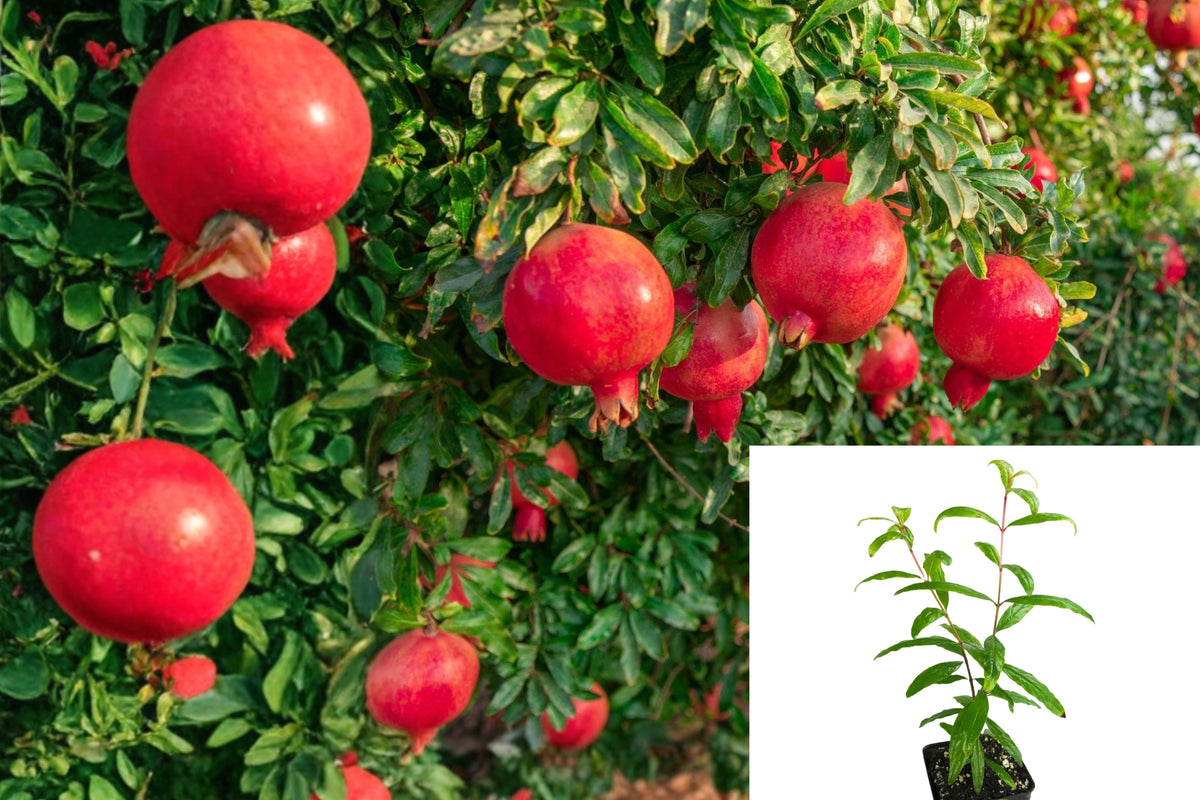 Sweet Pomegranate Live Plant, 8–10 Inch Rooted Fruit Tree, Seedling in 4 Inch Nursery Pot, Pomegranate Starter Plant