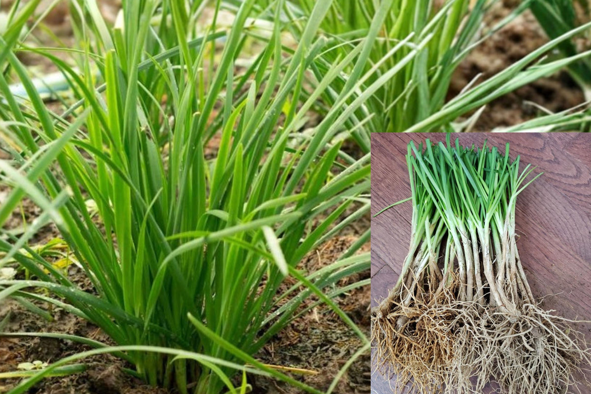 70 Garlic Chive Bare Roots, Chinese Chives (韭菜根), Live Edible Vegetable Plants for Home Gardens