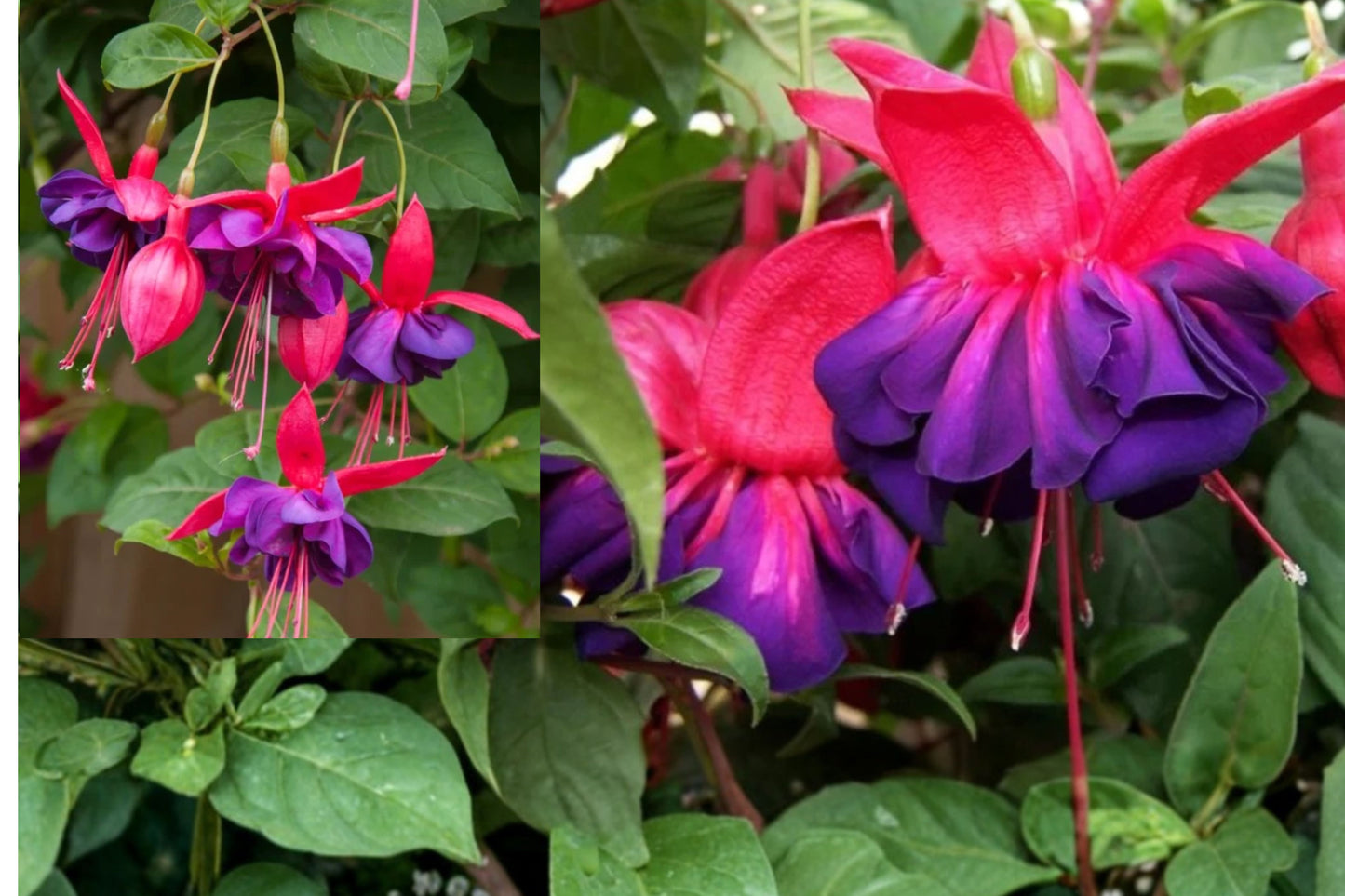 Voodoo Fuchsia Live Plant – 6-Inch Pot – Fuchsia Hybrid