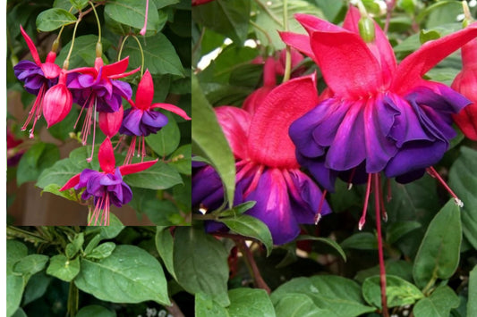 Voodoo Fuchsia Live Plant – 6-Inch Pot – Fuchsia Hybrid