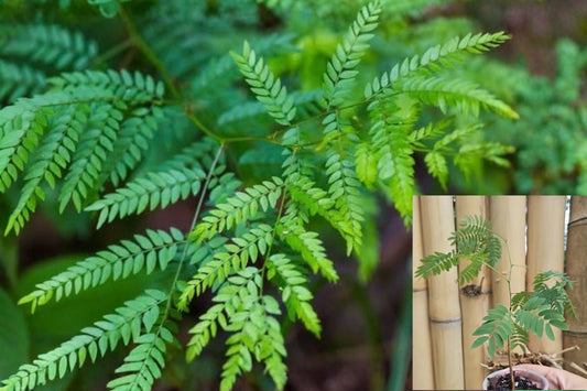 Honey Locust Tree Seedling Live Plant – Gleditsia triacanthos – 10+ Inch