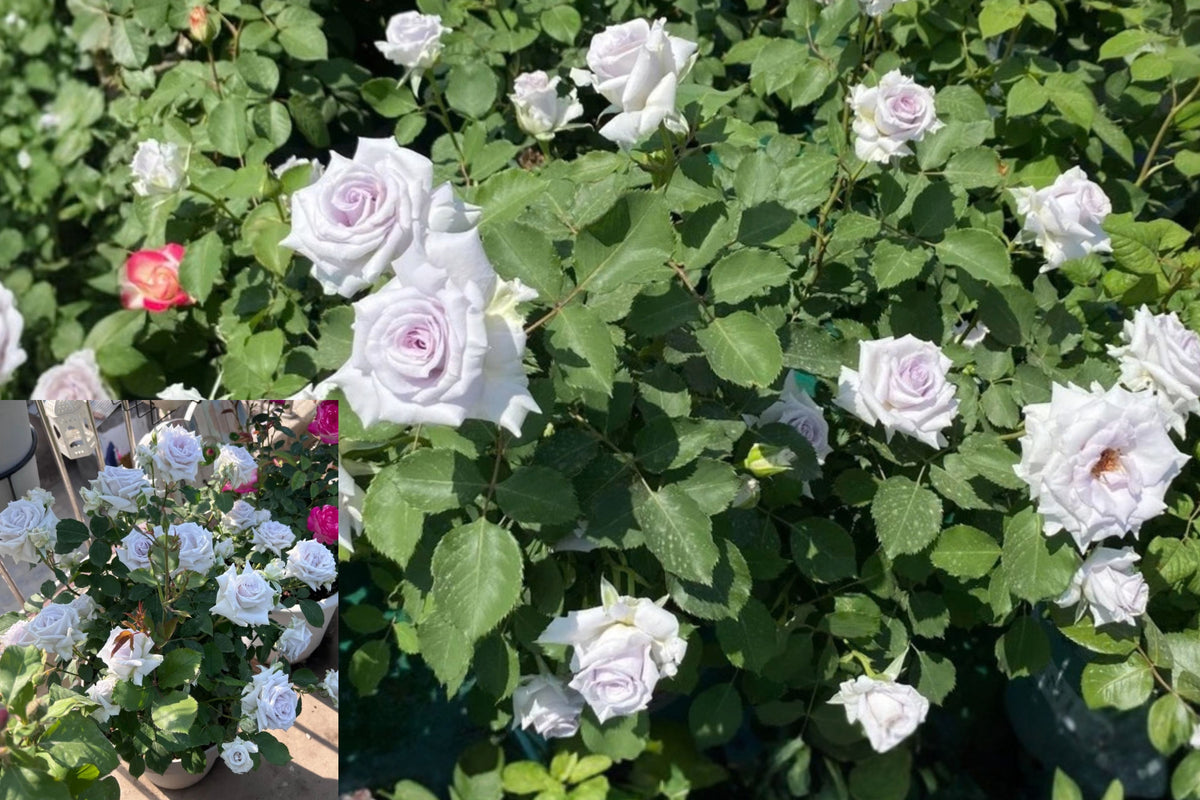 Grawn Blue Rose 1 Live Plant – 1.5 Gal Own-Root Rosa