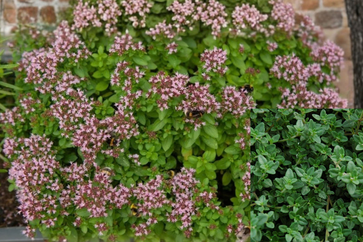 3 Lemon Thyme Live Plants – 2–6 Inch Rooted Herbs – Thymus sp.