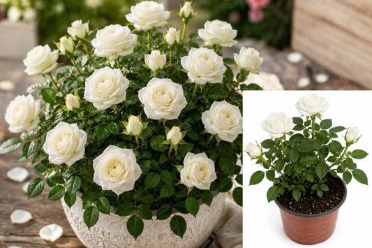 White Miniature Rose 1 Live Plant – 5–8" Tall in 4" Pot – Rosa spp.