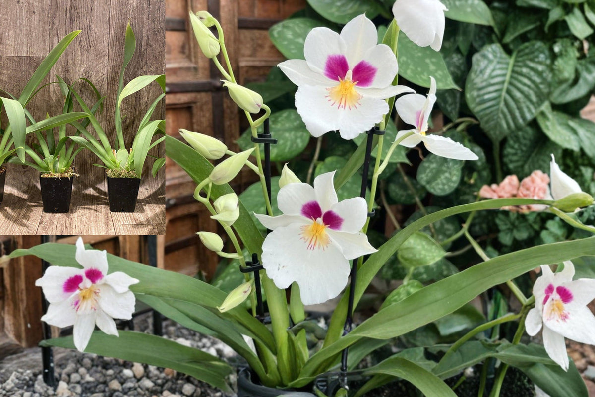 Miltoniopsis ‘Ivan Komoda’ ‘Pacific Clouds’ Orchid, Fragrant Live Orchid Plant in 4-Inch Pot, White Pink Blooms