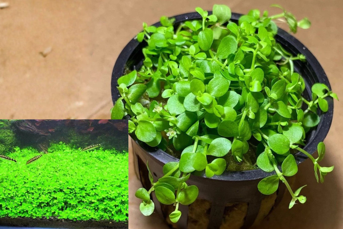 Micranthemum Monte Carlo Live Aquarium Plant – Easy Carpet – Foreground Aquascape