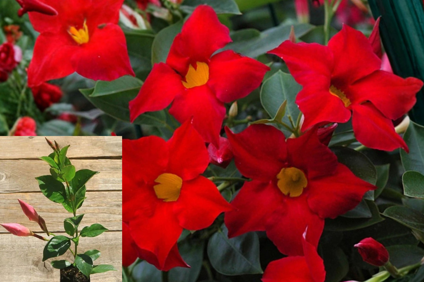 Red Mandevilla Live Plant – 4–10 Inch Starter Vine – Mandevilla