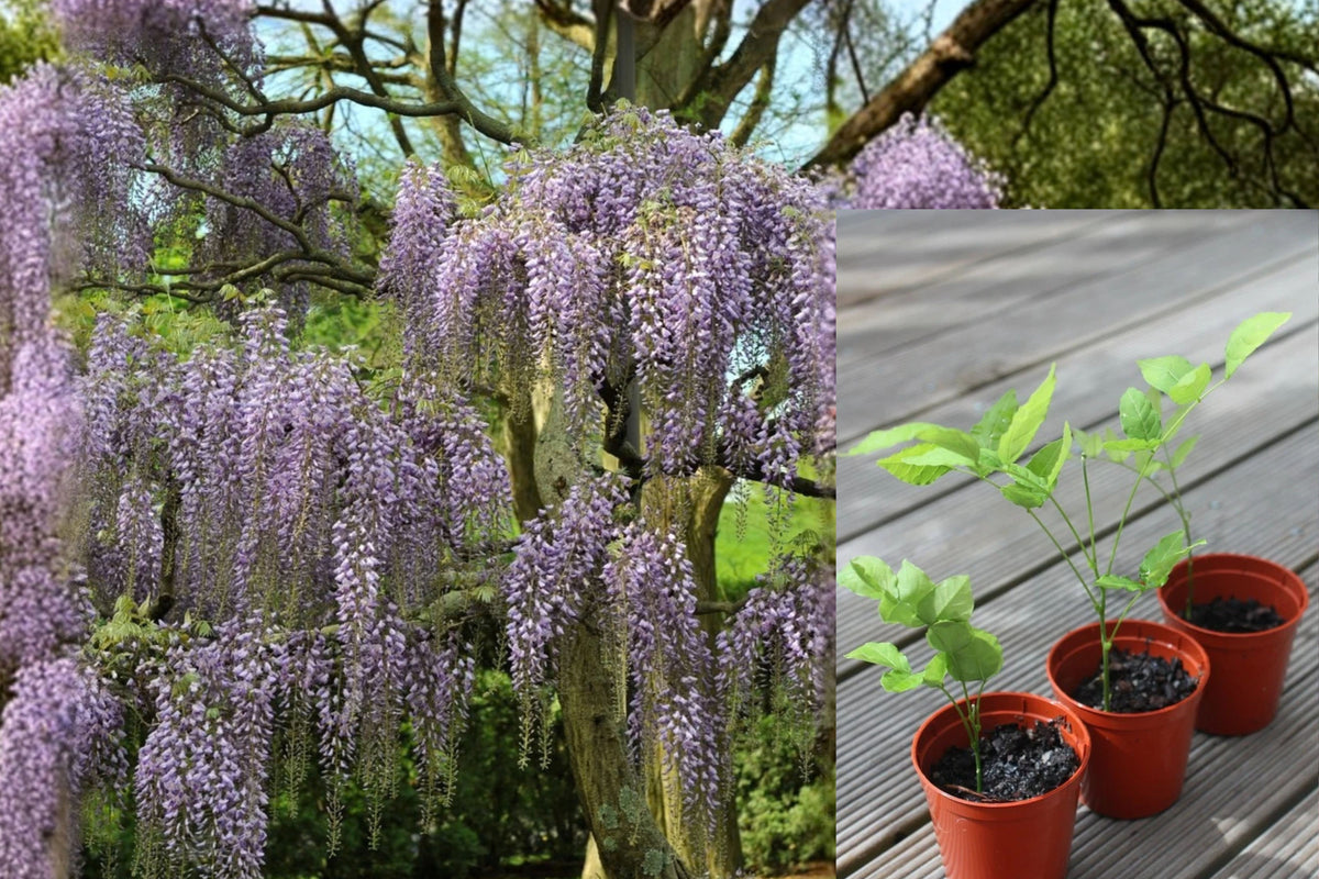 2 Chinese Wisteria Live Starter Plants – 4–5 Inch Plugs – Wisteria sinensis