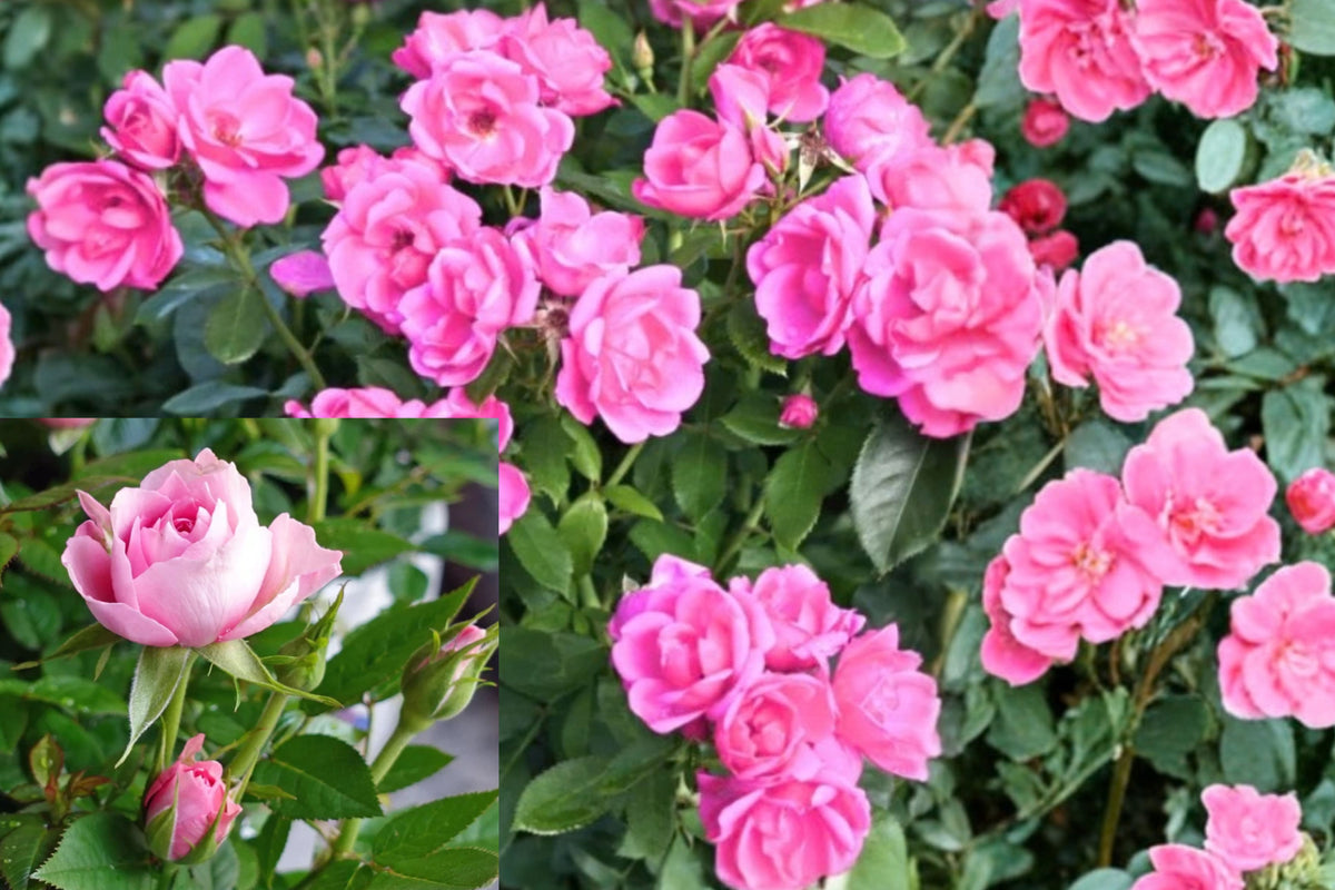 Pink Mini Rose 1 Live Plant – 4–8 Inch Tall – Rosa