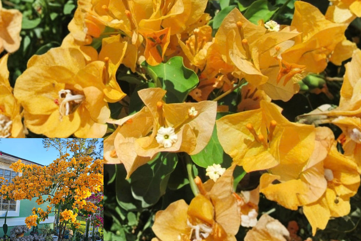 2 Gold Bougainvillea Live Plants – 4–6 Inches Tall – Bougainvillea sp.