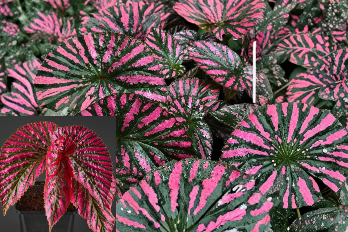 Red Begonia Live Plant – 5–9 Inch Starter Plant, Begonia spp.