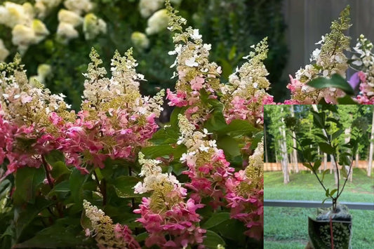 Pinky Winky Hydrangea 1 Live Plant 6–12 Inch Quart Pot – Hydrangea paniculata
