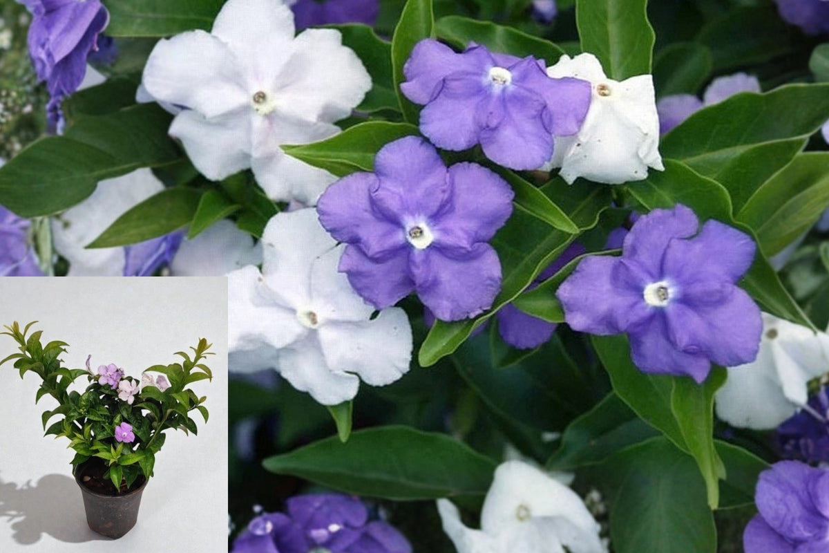 Brunfelsia australis Live Plant – 1 Starter – 4" Pot – Yesterday Today Tomorrow