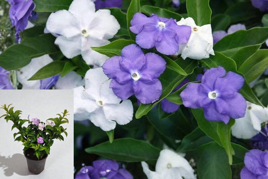 Brunfelsia australis Live Plant – 1 Starter – 4" Pot – Yesterday Today Tomorrow