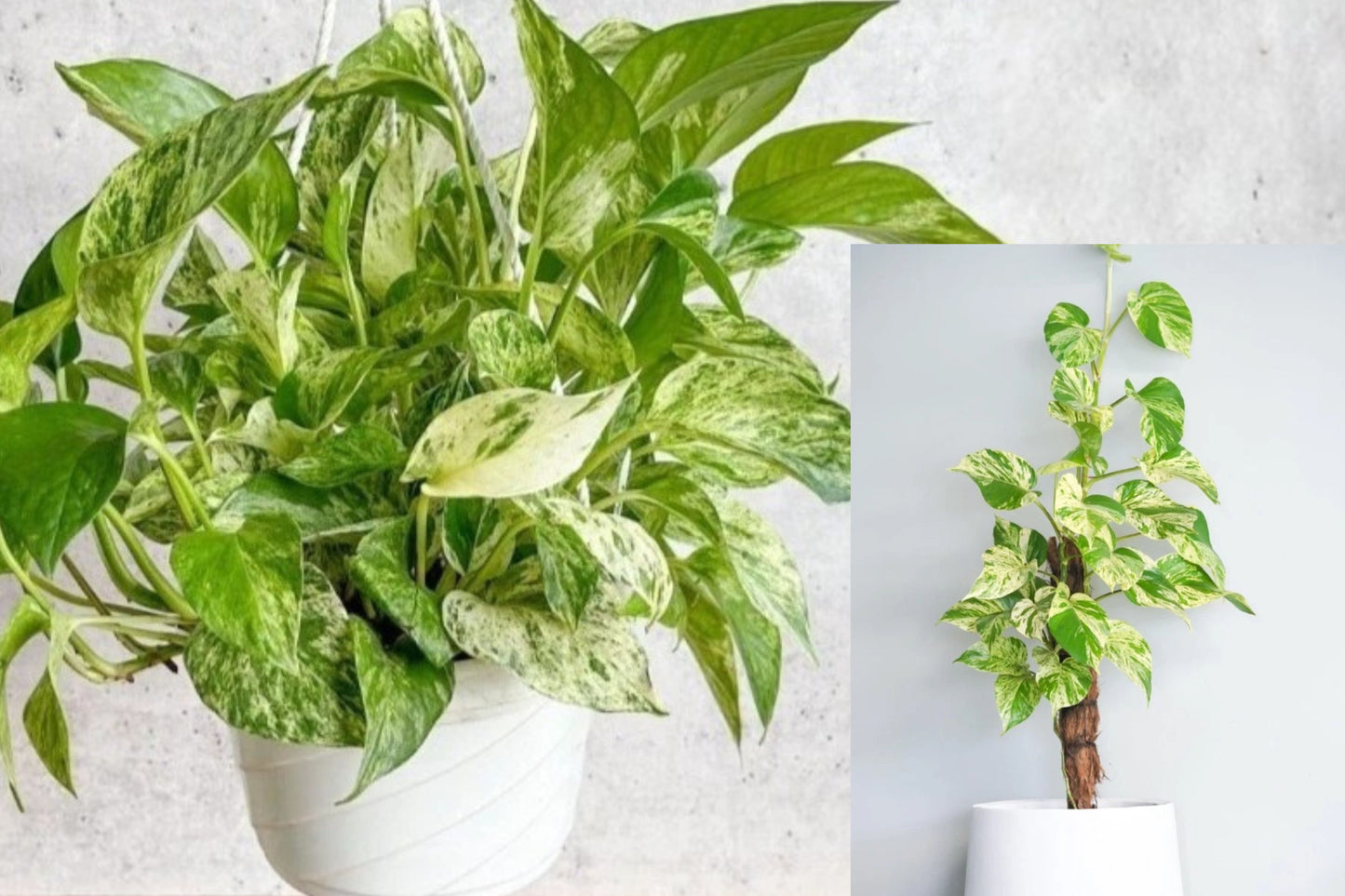 Marble Queen Pothos 1 Live Plant – 4" Pot – Epipremnum aureum