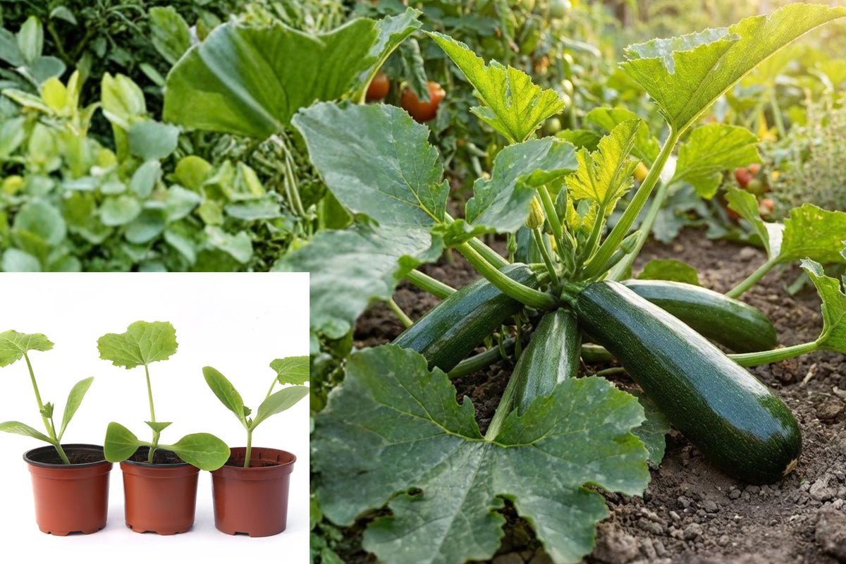 3 Live Zucchini Starter Plants, Black Zucchini Vegetable Plant, Green Garden Seedlings, Home Vegetable Garden