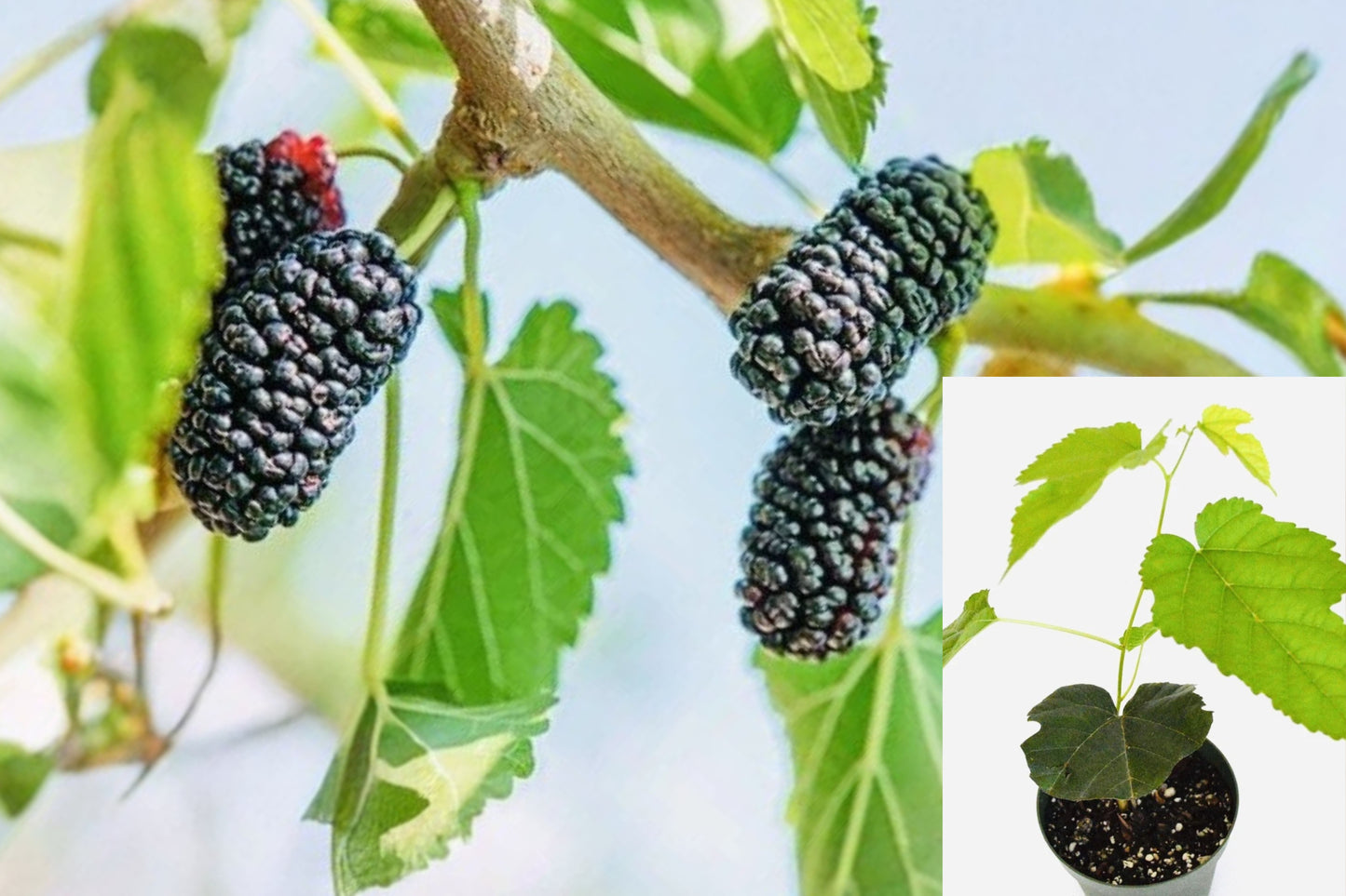 Dwarf Mulberry Live Plant – 3 Inch Pot – Mulberry Tree