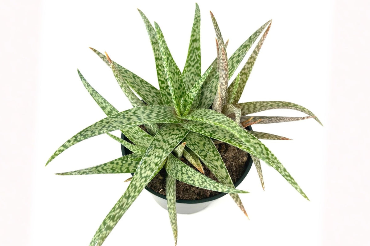 Aloe White Beauty Live Plant, 4 Inch Potted Succulent, White Spotted Green Rosette, Drought Tolerant Houseplant