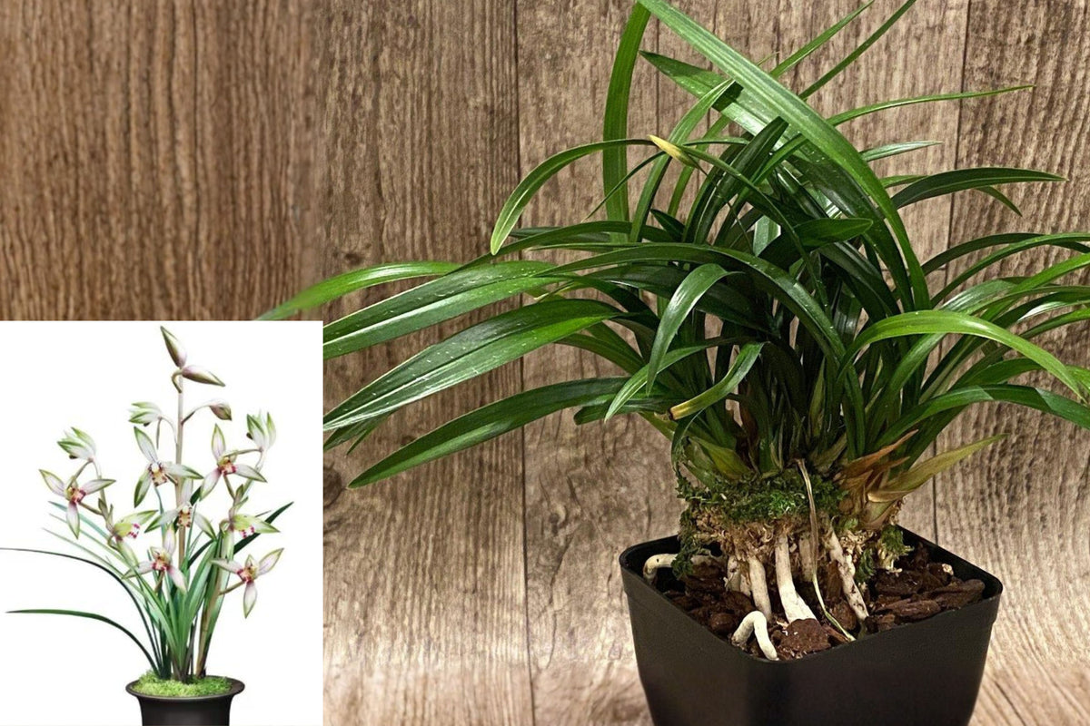 Cymbidium Ensifolium ‘Gao Shan Chun Se’ Live Orchid, Fragrant Mature Plant, Bare Root Shipping