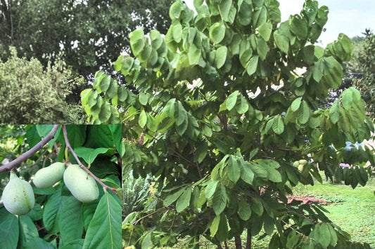 Paw Paw Tree Live Plant 12+ Inches – Asimina triloba Bare Root
