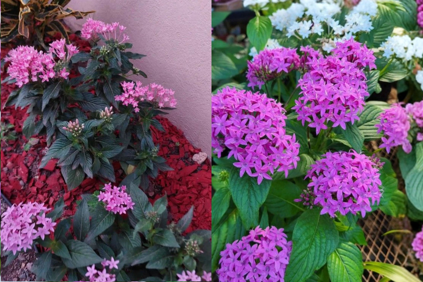 Pink Profusion Pentas 2 Live Plants – 4–6" – Pentas lanceolata