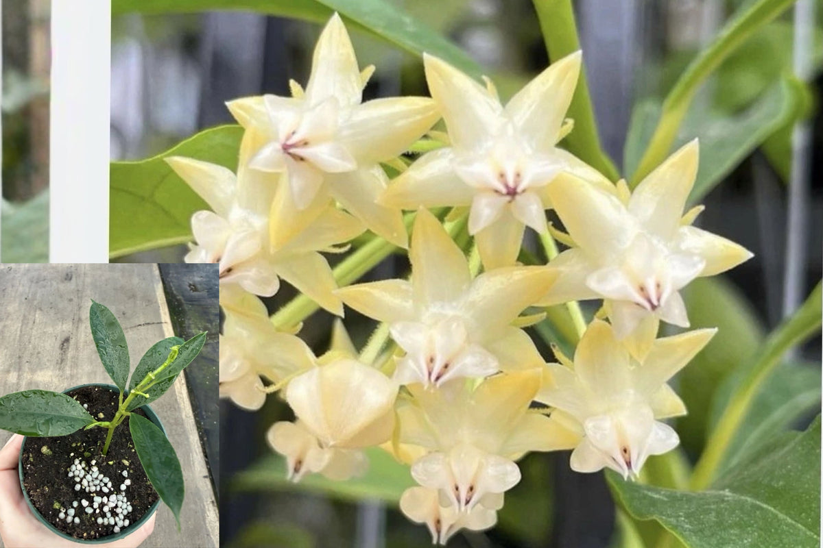 Hoya Lockii Live Potted Plant, Yellow Flowering Hoya Houseplant, Trailing Indoor Tropical Plant in Grower’s Choice Pot