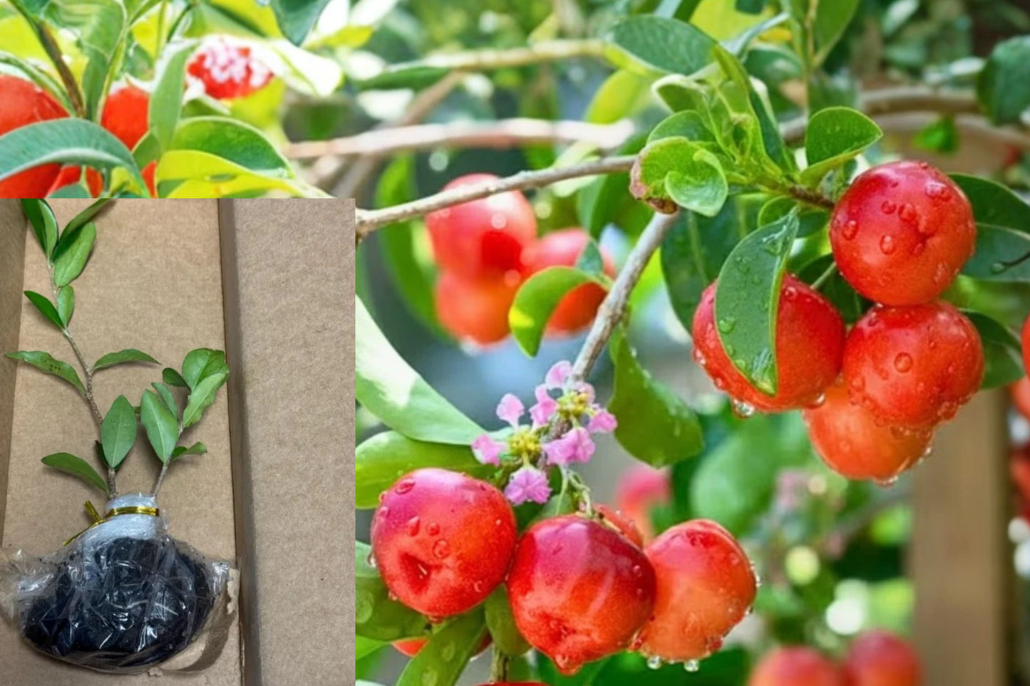 Barbados Cherry 3 Live Plants – 4–6 Inch Acerola Fruit Bush – Malpighia