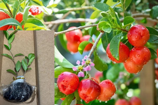 Barbados Cherry 3 Live Plants – 4–6 Inch Acerola Fruit Bush – Malpighia