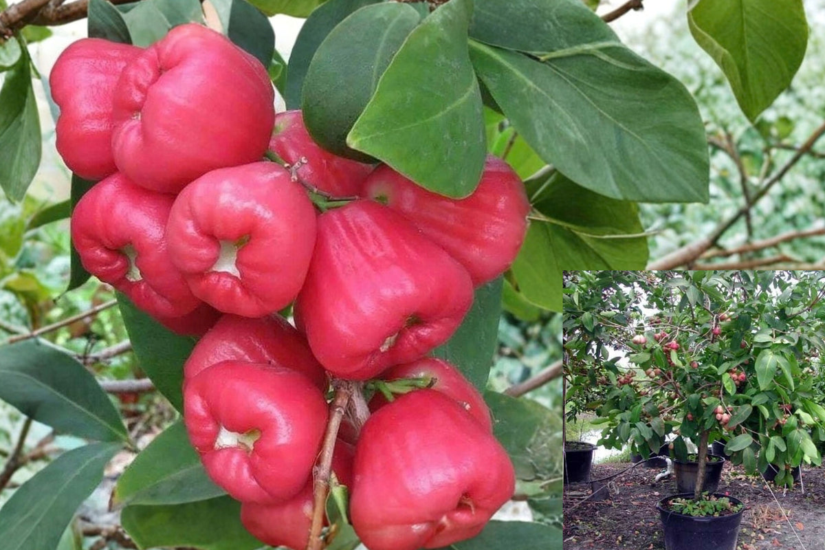 Red Rose Apple 12–18 Inch Live Tree – Syzygium jambos Bare Root