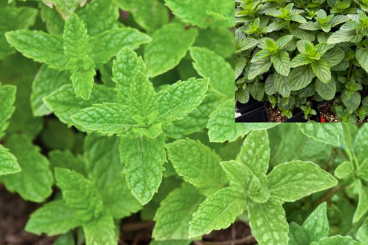 Spearmint Live Plant 1 – 3.5 Inch Pot – Mentha spicata