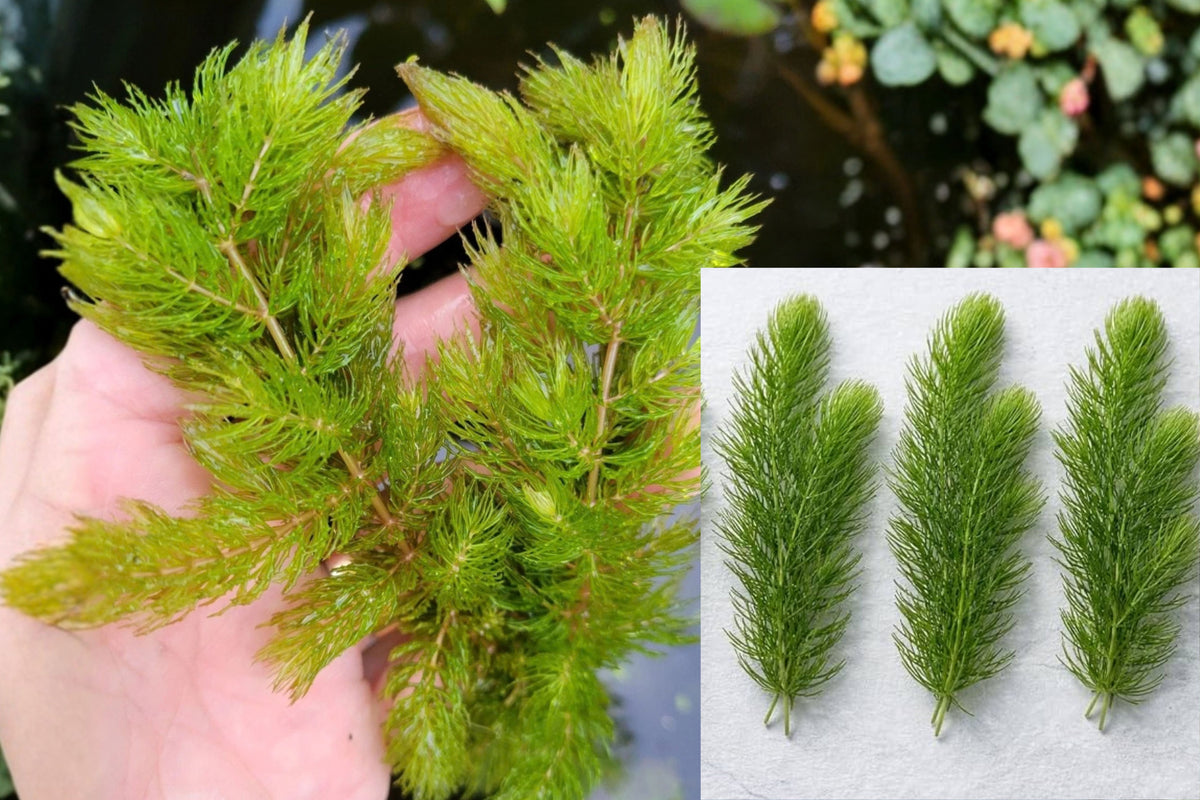 Hornwort Ceratophyllum 150 Live Stems – Freshwater Aquarium & Pond Plant