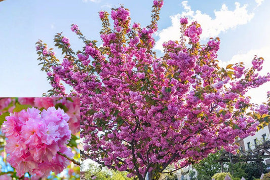 Kwanzan Japanese Cherry Tree Live Plant – 2.5 Inch Pot – Prunus serrulata