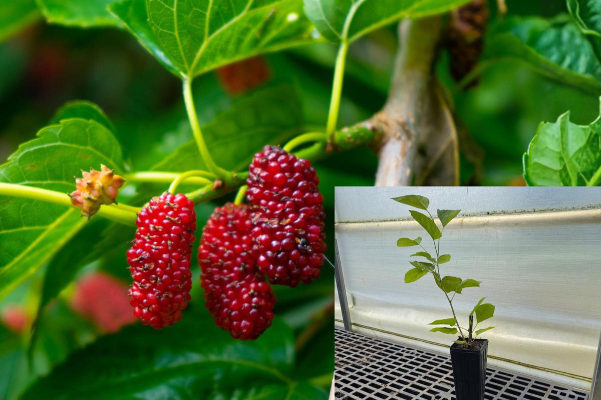 Red Mulberry Live Plant, Rooted Edible Fruit Tree, Outdoor Mulberry Starter, Full Sun Garden Plant, Zones 4–9