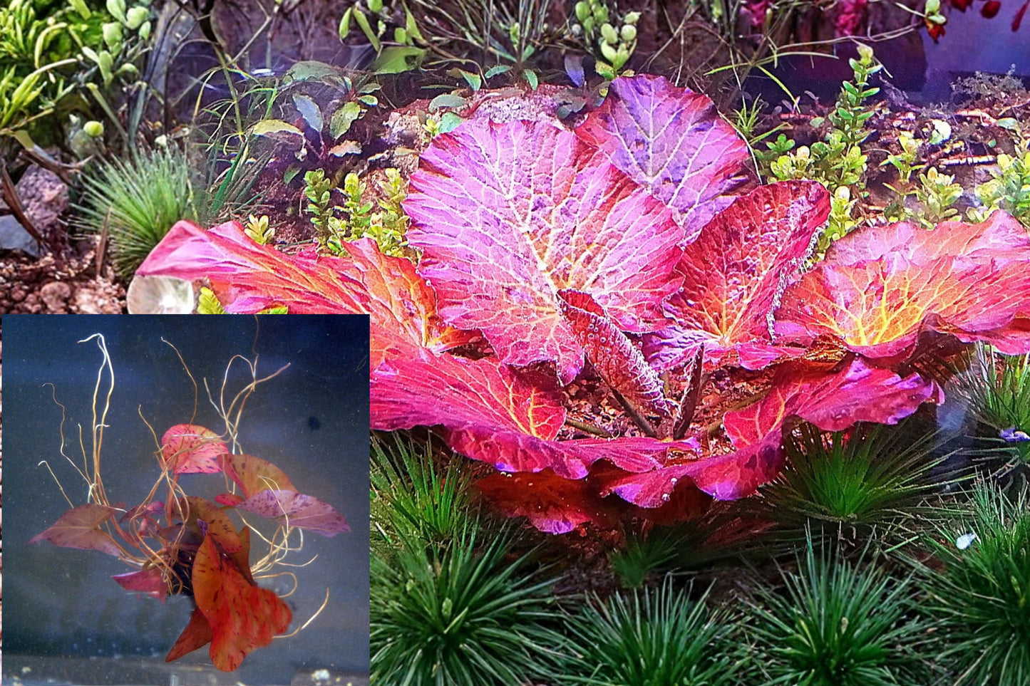 Red Tiger Lotus Live Aquarium Plant – 1 Plant – Nymphaea zenkeri
