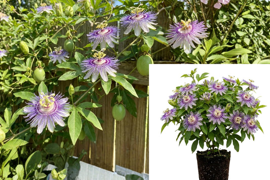 Purple Maypop Passion Flower Live Plant – 4–8" – Passiflora incarnata