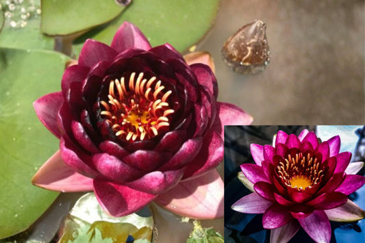 Almost Black Water Lily 1 Sprouted Rhizome – Nymphaea