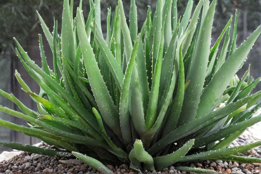 Aloe Vera Live Plant – 1 Potted Starter Plant – 6–8 Inches Tall – Aloe vera