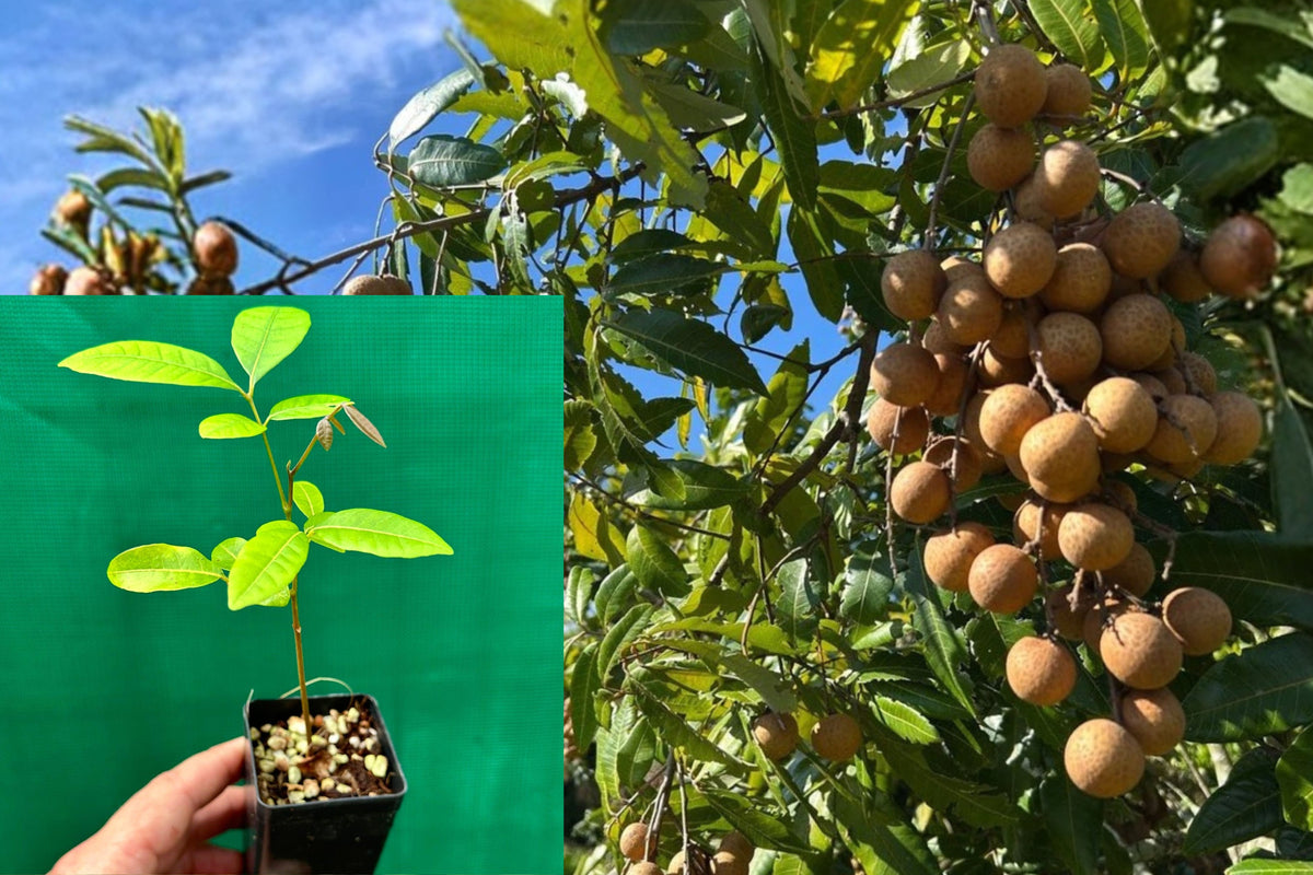 Live Longan Fruit Tree Seedling, Dimocarpus Longan, 6–8 Inch Tropical Fruit Plant Starter for Outdoor Gardens