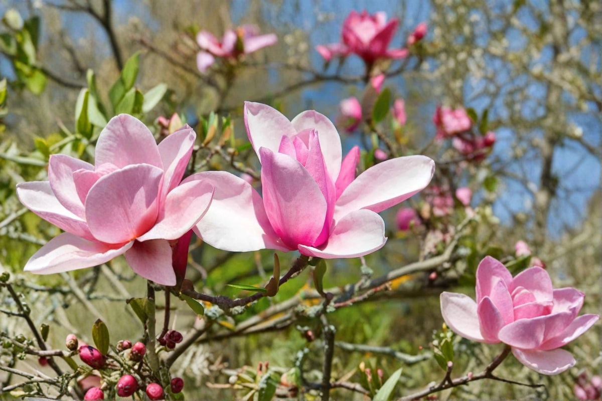Jane Magnolia Live Plant – 6–12 Inches Tall – 2.5-Inch Pot – Magnolia sp.