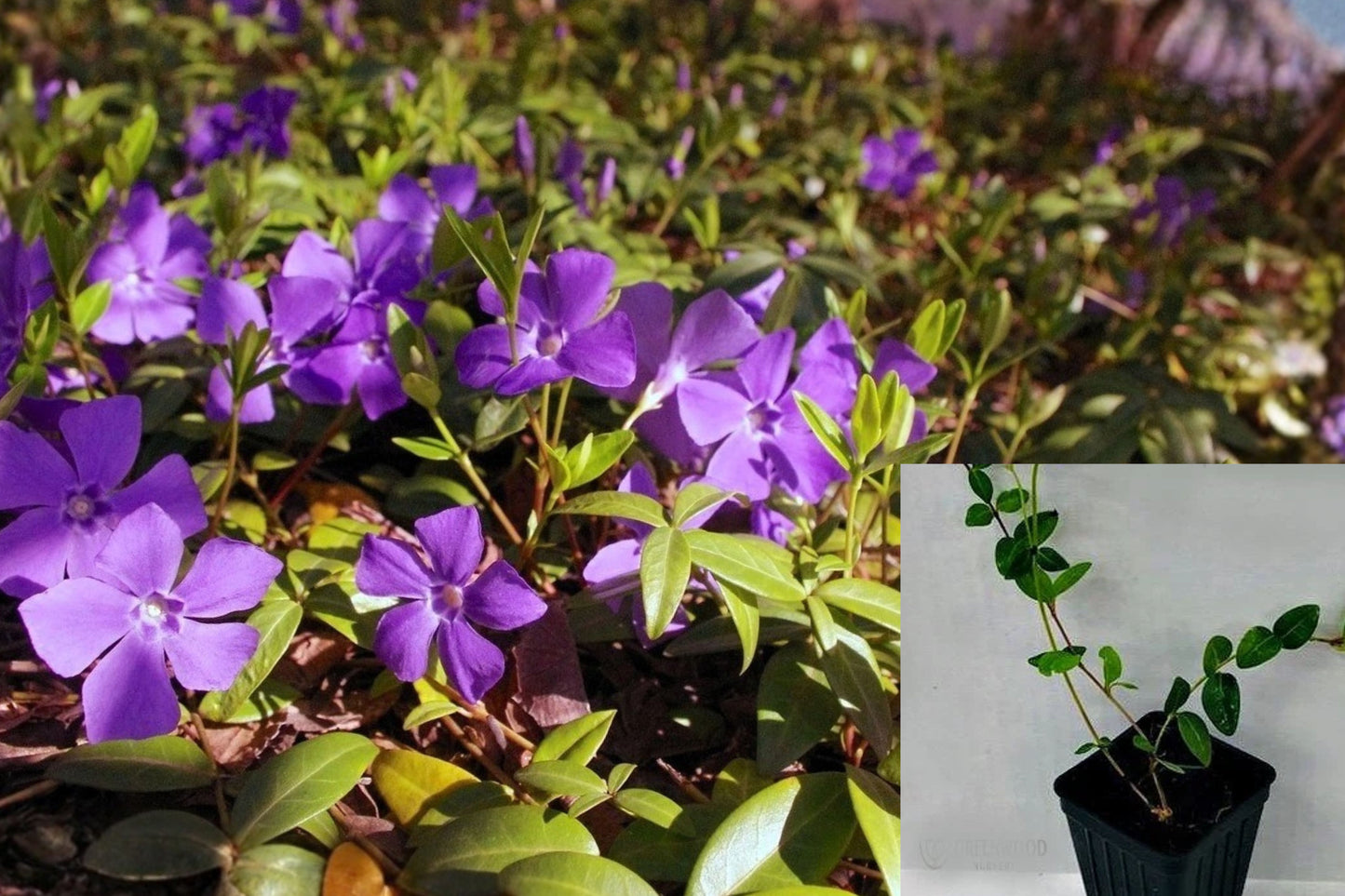 Vinca Minor Live Plant – Periwinkle Ground Cover – Bare Root or 2.5" Pot