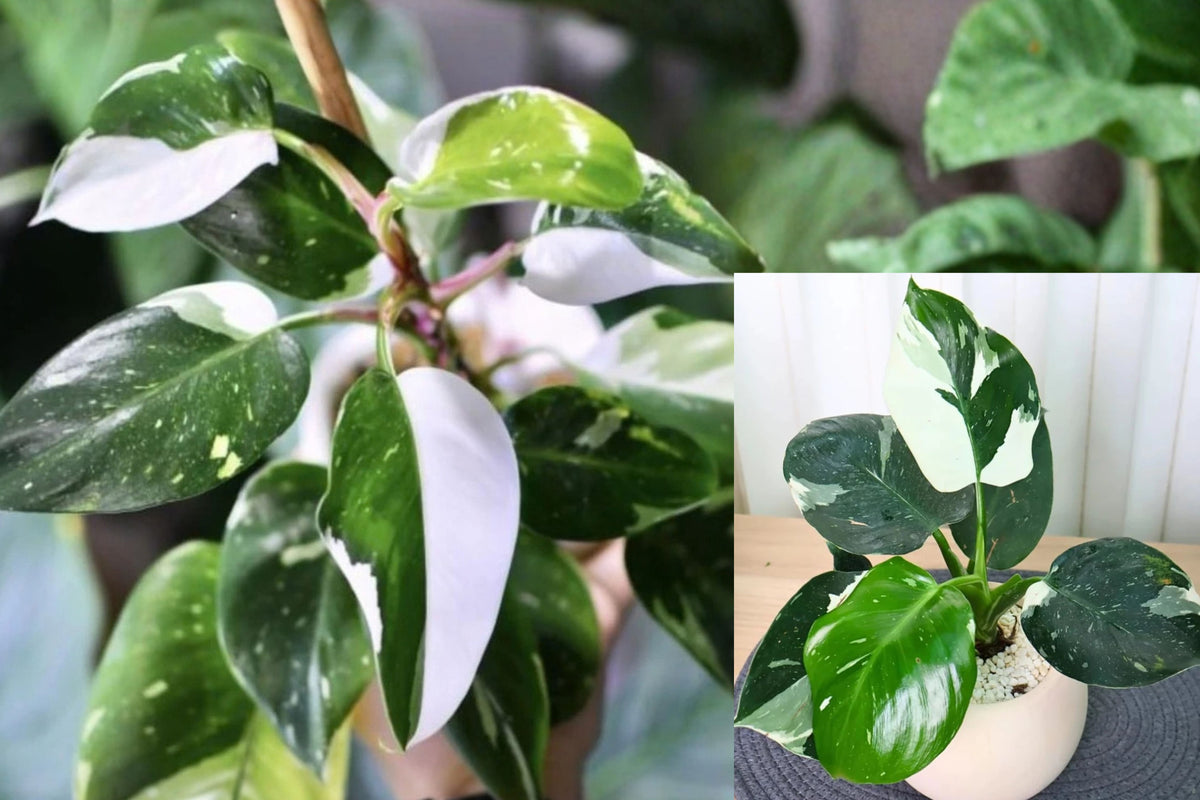 White Princess Philodendron Live Plant – 1 Plant – 4–9 Inches – Philodendron