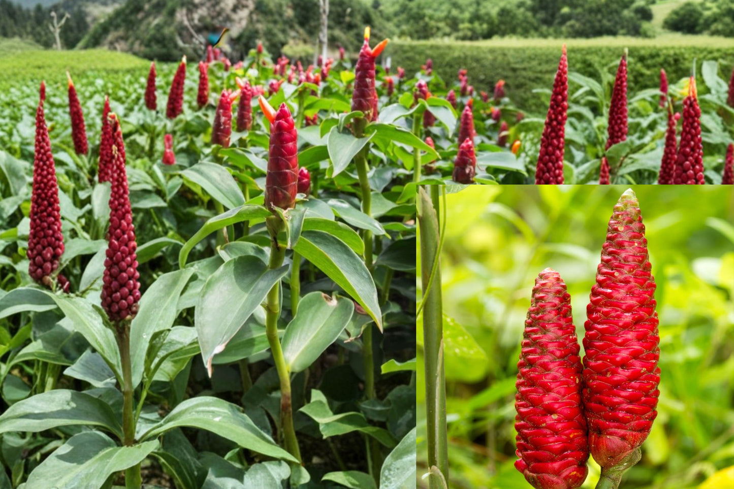Shampoo Ginger 2 Live Plants – Zingiber zerumbet – 8–12 Inch Tropical Plants