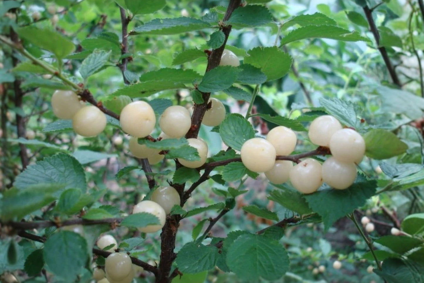 Nanking White Sweet Cherry Starter Plant 20–24 Inch – Prunus