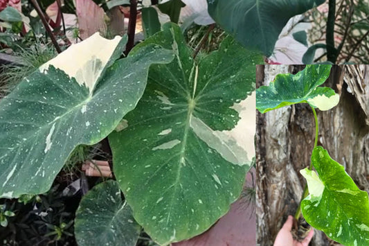 Ele Paio Colocasia Live Starter Plant – Elephant Ear – 3" Pot