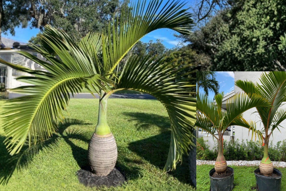 Bottle Palm Live Plant – 1 Potted Palm – Hyophorbe lagenicaulis