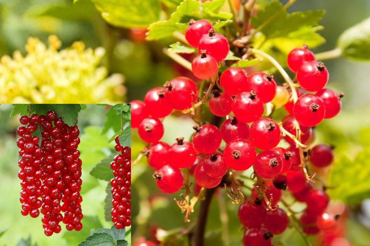 Red Currant Live Plant – 5–8 Inches Tall – Ribes Species
