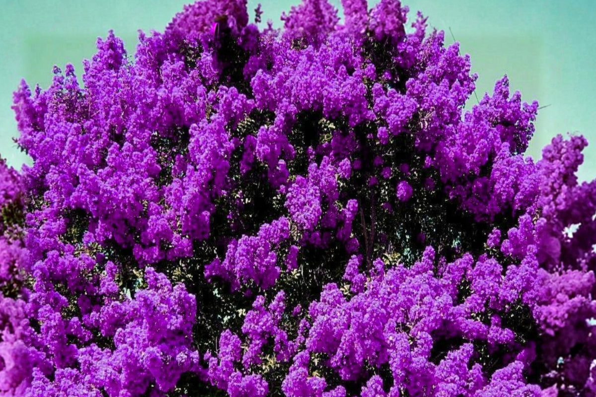 2 Dark Purple Crepe Myrtle Live Plants – Bare Root – Lagerstroemia indica