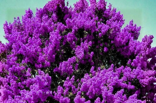 2 Dark Purple Crepe Myrtle Live Plants – Bare Root – Lagerstroemia indica