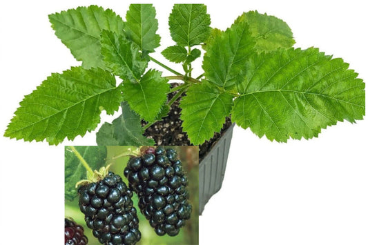 Prime-Ark Freedom Blackberry Live Plant – 3–8 Inch Starter – Rubus