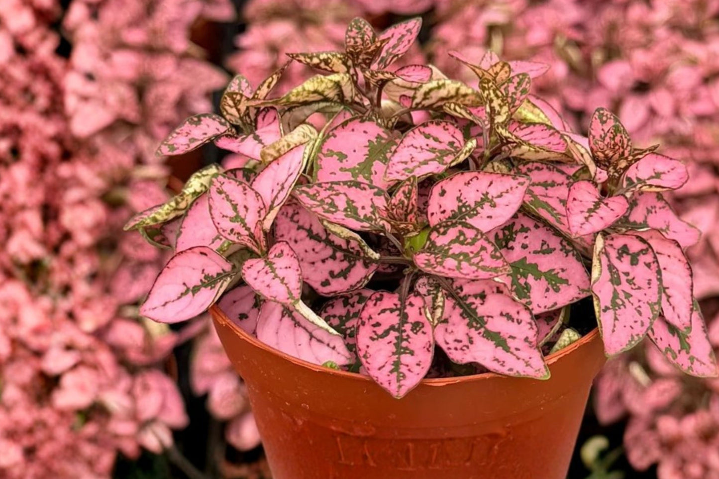 Polka Dot Plant 4-Pack Live Houseplants – Hypoestes